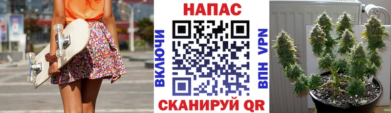Конопля OG Kush  Гусев 